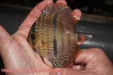 画像1: 【特選魚セール 15000円】【ワイルドディスカス】【通販】マリマリヘッケルクロス　ヤングスター【個体販売】9cm（生体）マリマリ産 (1)