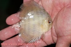 画像3: 【特選魚セール 15000円】【ワイルドディスカス】【通販】ワトゥマ ブルーヤングスター（ロイヤル＆センターバー）【個体販売】9-10ｃｍ（生体）ワトゥマ産 (3)