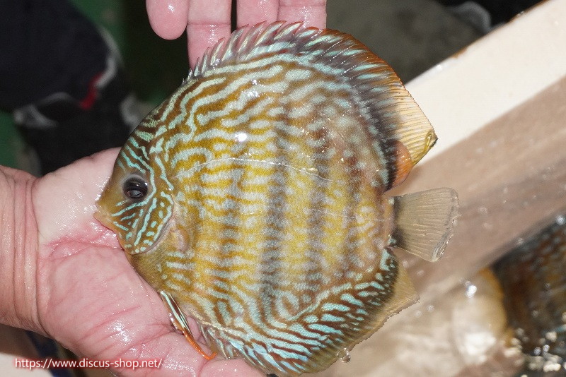 ラーゴクミナ スーパーロイヤル16cm（生体） 熱帯魚 | myclktrk.com